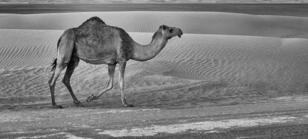 istock Lone camel walking along a road at sunset in the desert artistic conversion 1070715822