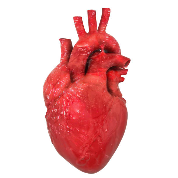 istock Realistic human heart organ with aorta and arteries, 3D rendering isolated on white background 1070715896