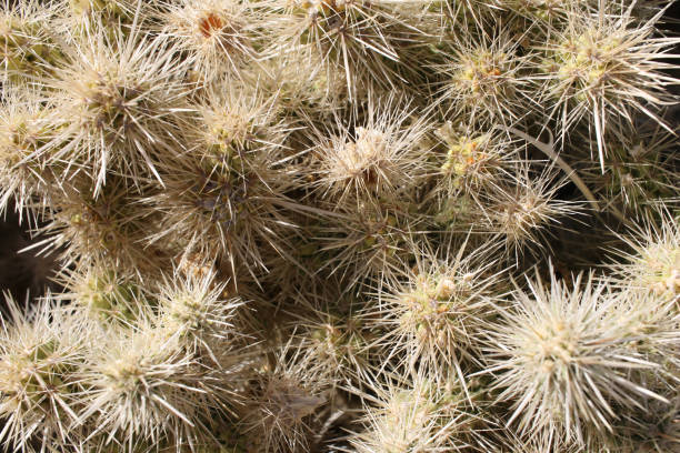 istock Cholla cactus close up in Joshua Tree National Park 1070716038