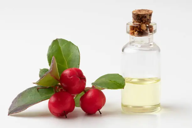 A bottle of wintergreen essential oil with fresh Gaultheria procumbens plant on a white background