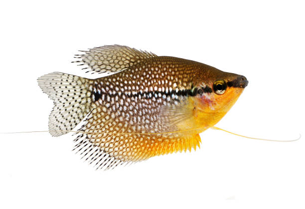 pearl gourami trichopodus leerii freshwater aquarium fish - freshwater pearl imagens e fotografias de stock