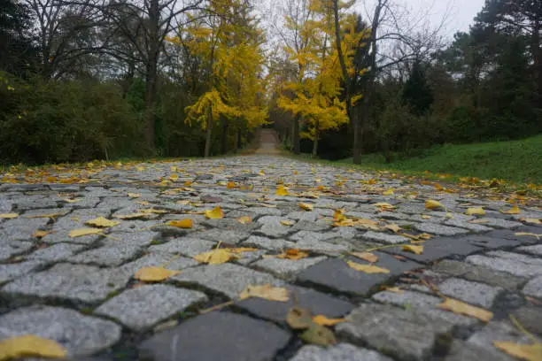 Forest path