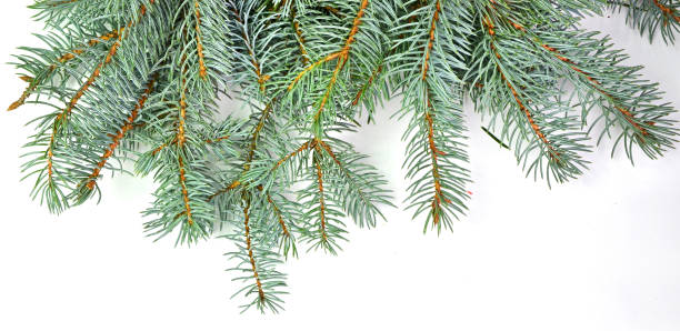istock xmas crismas background firs  copy space 1070722370