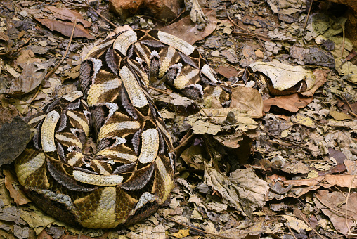 Almost perfect camouflage of the Gaboon viper (Bitis gabonica), resting on leaves in Zimbabwe, South Africa. Light colored “leaf” near the center is actualy a head of this highly venomous and the largest viper in Africa, which can reach lenght of 2 meters and 20 kg weight. It is responsible for causing the most snakebite fatalities in Africa.