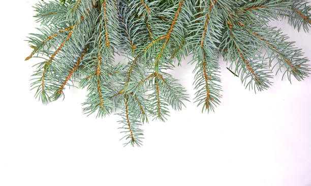 istock firsxmas chrismas background firs  copy space 1070724396