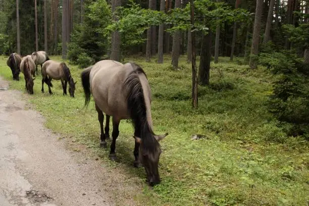 A herd of wild horses grazing by a forest road (breed - Polish horse). Masuria, Poland.