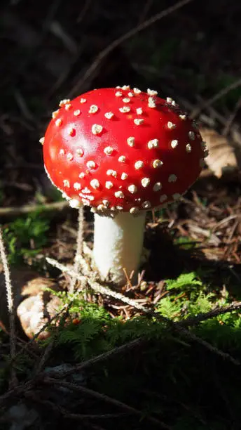 beautiful red fly agaric in the forest illuminated from the sun