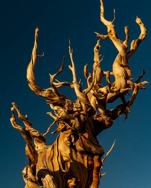 정가운데 - bristlecone pine forest preserve 뉴스 사진 이미지