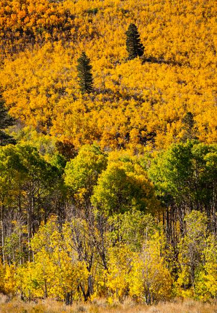 Fall Colors on hillside Fall colors in Eastern Sierras Mono Lake stock pictures, royalty-free photos & images