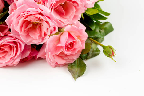 istock Pink rose on the white background. Concept photo. 1070734994