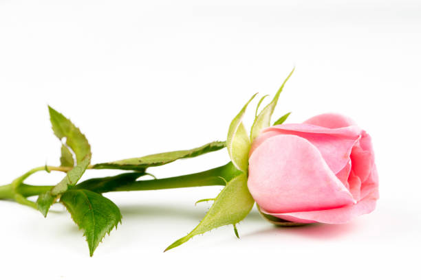 istock Pink rose on the white background. Concept photo. 1070735220