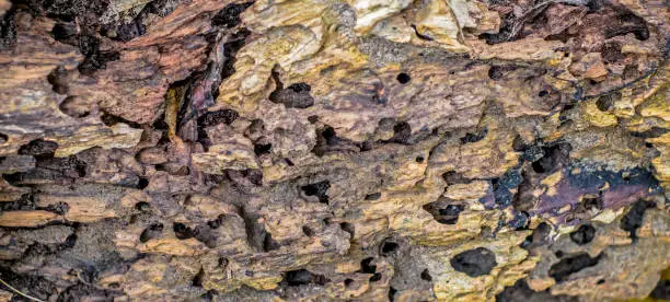 Photo of texture of traces of termites eat wood