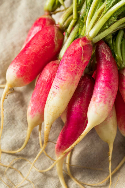 istock Raw Organic Long Breakfast Radishes 1070739826
