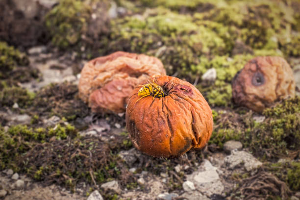 vespa, alimentando-se de uma maçã podre no outono - rotting fruit wasp food - fotografias e filmes do acervo