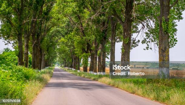 Empty Country Road Bordered By Trees Stock Photo - Download Image Now - Avenue, Beech Tree, Lace - Textile