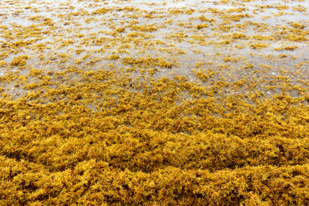 istock Beach full of sargassum 1070741522