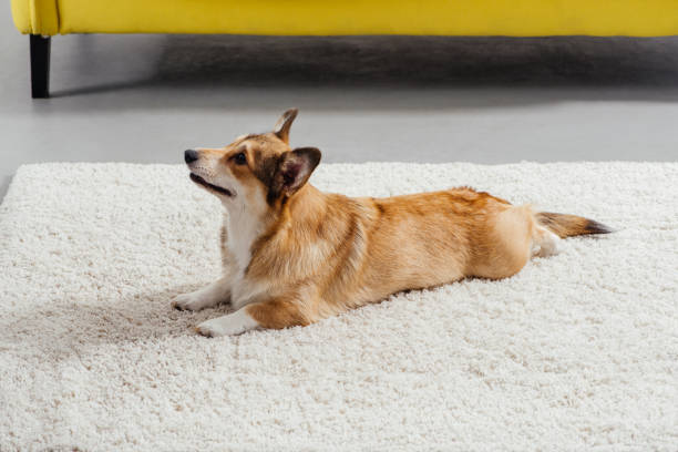 istock funny pembroke welsh corgi dog perfoming command to lie down 1070742980