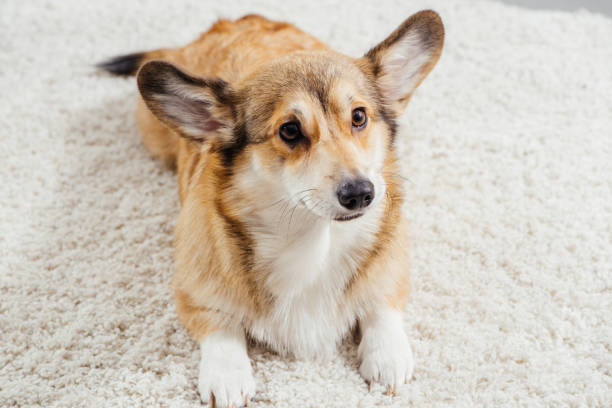 istock cute pembroke welsh corgi dog lying on fluffy rug 1070743042