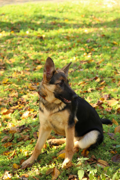 istock German Shepherd in the autumn park. Dog in forest 1070743150