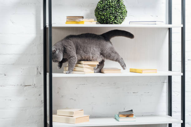 istock cute scottish fold cat standing on shelving unit on white 1070743258