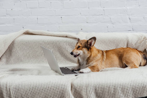 istock pembroke welsh corgi dog on sofa with laptop 1070743494