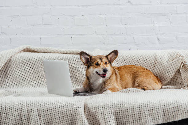 istock funny welsh corgi dog on sofa with laptop 1070744592