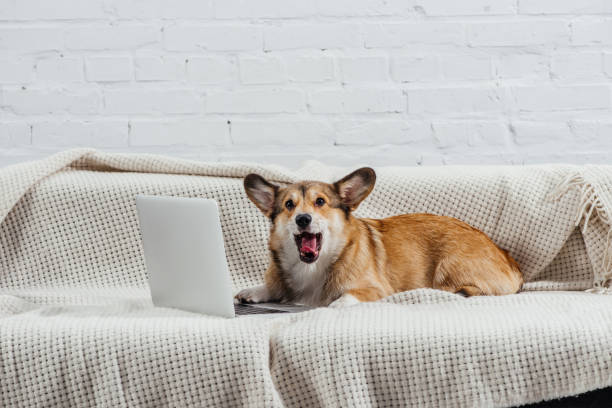 istock yawning corgi dog on sofa with laptop 1070745358