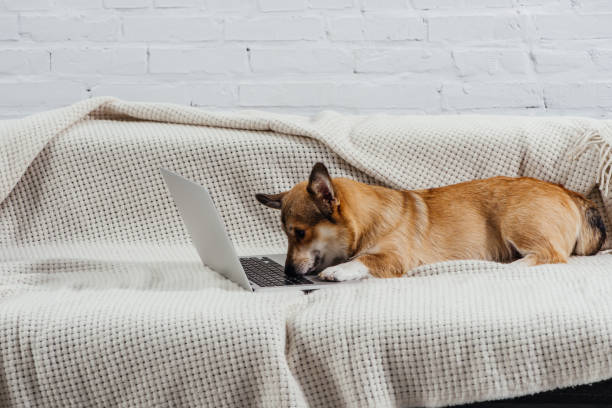 istock adorable corgi dog on sofa with laptop 1070745402