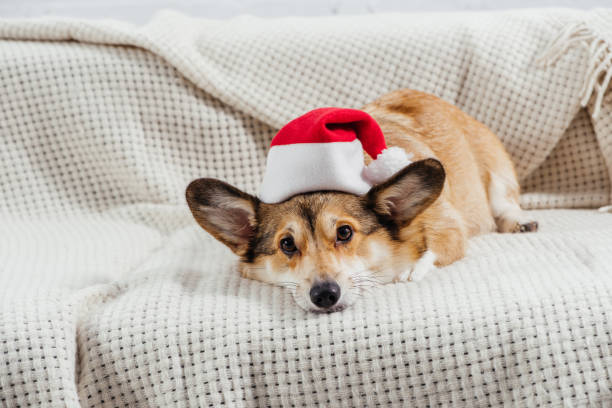 istock cute welsh corgi dog in santa hat lying on sofa 1070745434