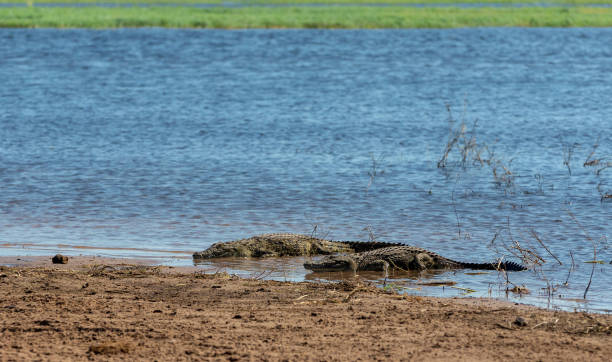 istock Nile Crocodile in Chobe river, Botswana 1070745660