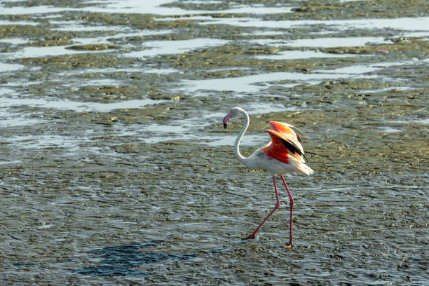 istock Rosy Flamingo colony in Walvis Bay Namibia 1070745694