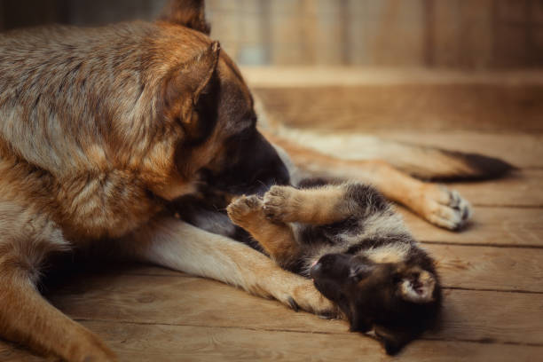 istock german shepherd mother dog playing with puppy 1070748252