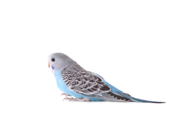 istock Isolated budgerigar. Little budgerigar isolated on white background 1070749148