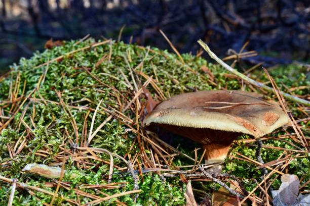 istock Toxic mushroom paxillus involutus 1070751808