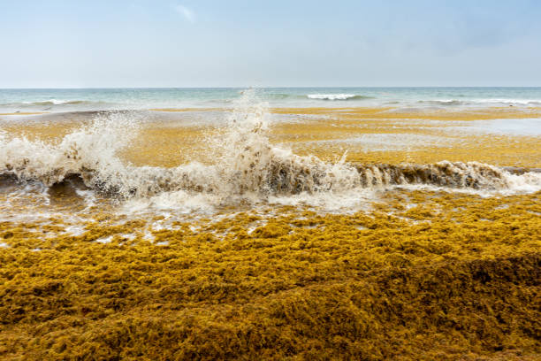 Beach full of sargassum Beach full of sargassum algae sargassum stock pictures, royalty-free photos & images