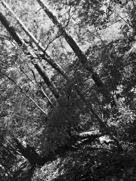 istock Small, Rural American Town, in Black & White 1070753624