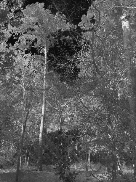istock Small, Rural American Town, in Black & White 1070753656