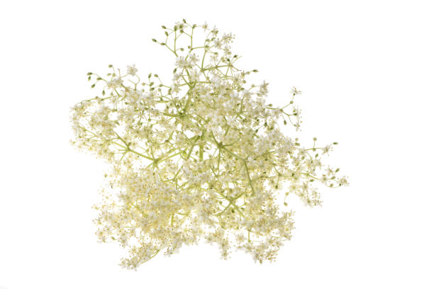 istock Elderflower blossoms on a white background 1070754690