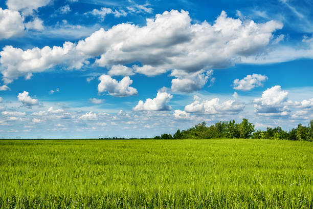istock Field of spring fresh green grass 1070755244