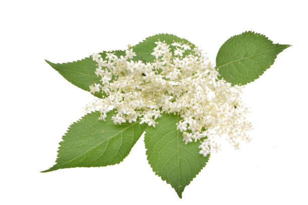 istock Elderflower and leaves isolated 1070756828
