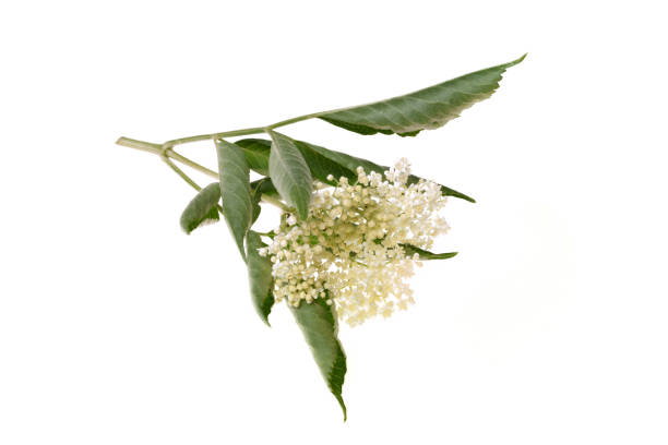 Elderflower and leaves isolated on white background