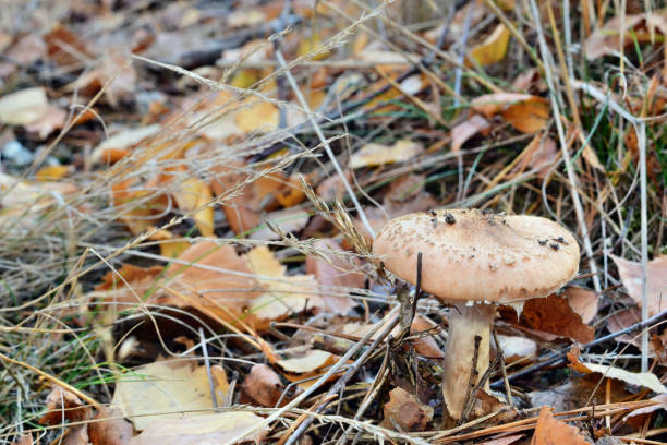 istock Edible mushroom armillaria mellea 1070757614