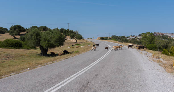 istock Goats in northern Greece 1070758160