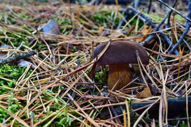 istock Xerocomus badius edible mushroom 1070760364