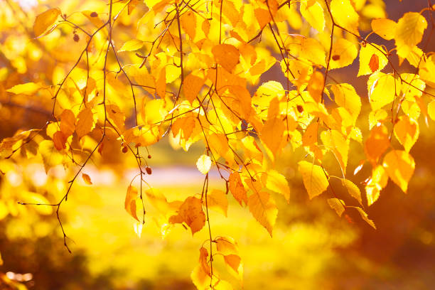 istock Autumn leaves background in sunny day 1070760898