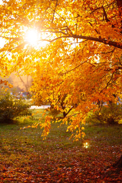 istock Autumn leaves background in sunny day 1070761302