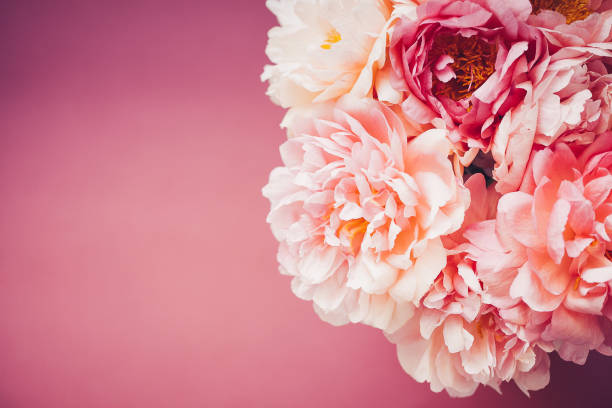 istock Close up of pink peony on pink background 1070762508