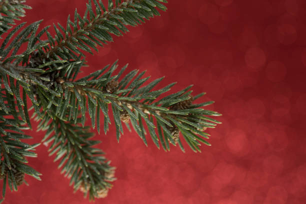 istock Branches of evergreen tree on red backgrounds 1070763726
