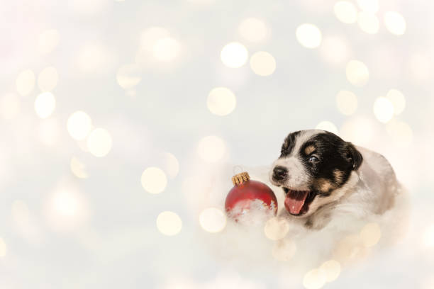 istock cute christmas puppy Jack Russell Terrier dog 1070763844