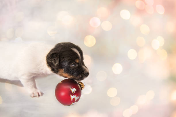 istock cute christmas puppy Jack Russell Terrier dog 1070764054